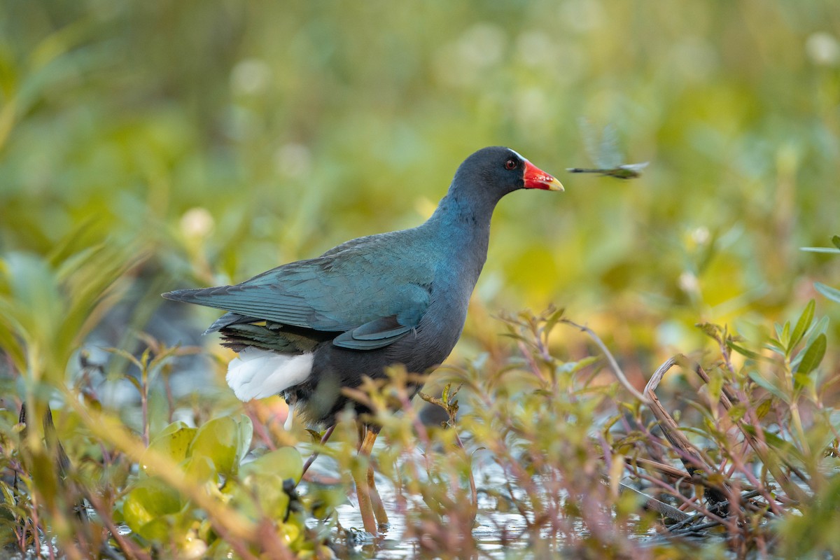 Purple Gallinule - ML619695360