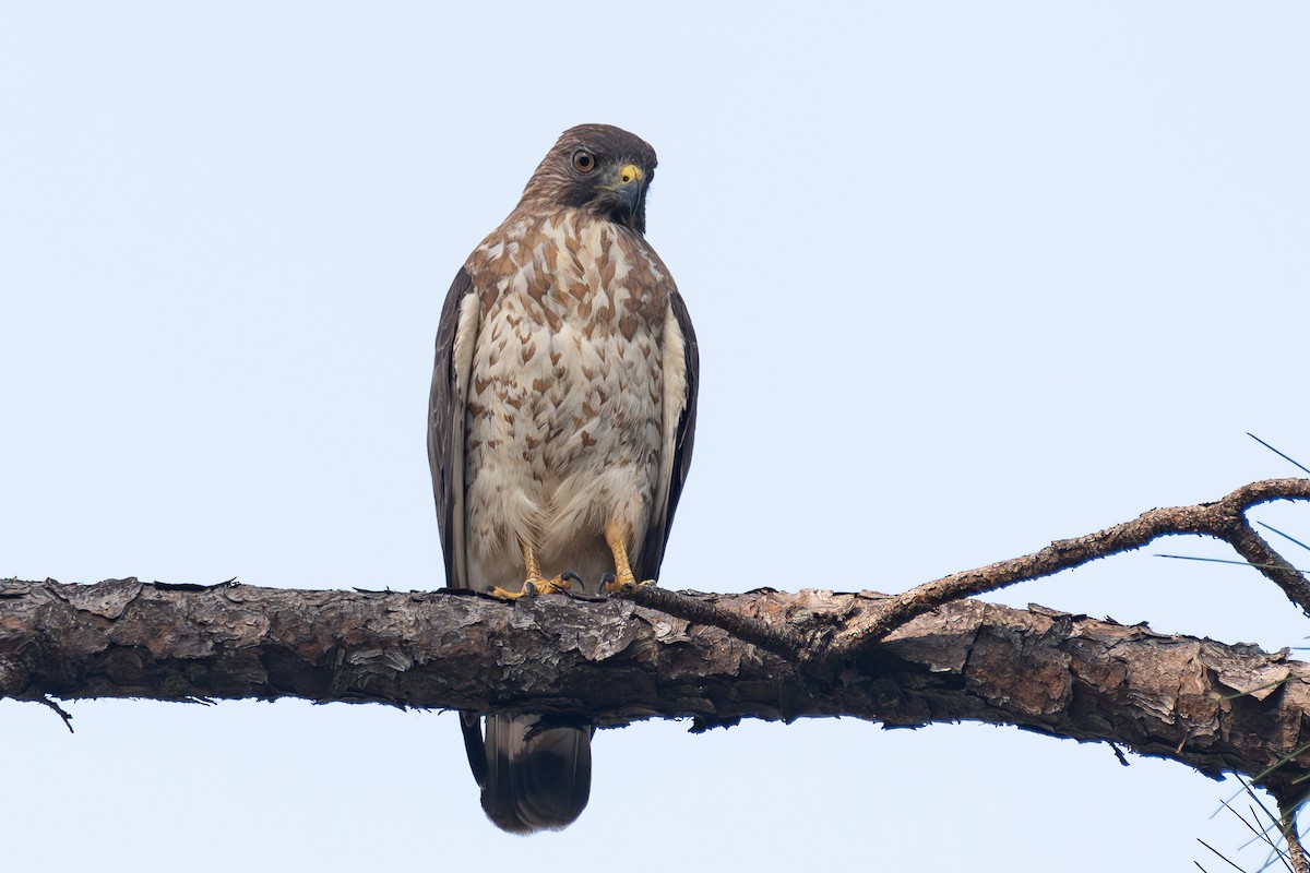 Broad-winged Hawk - ML619695362