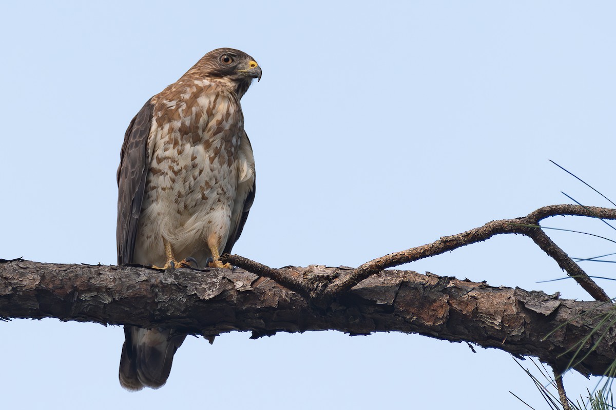 Broad-winged Hawk - ML619695363