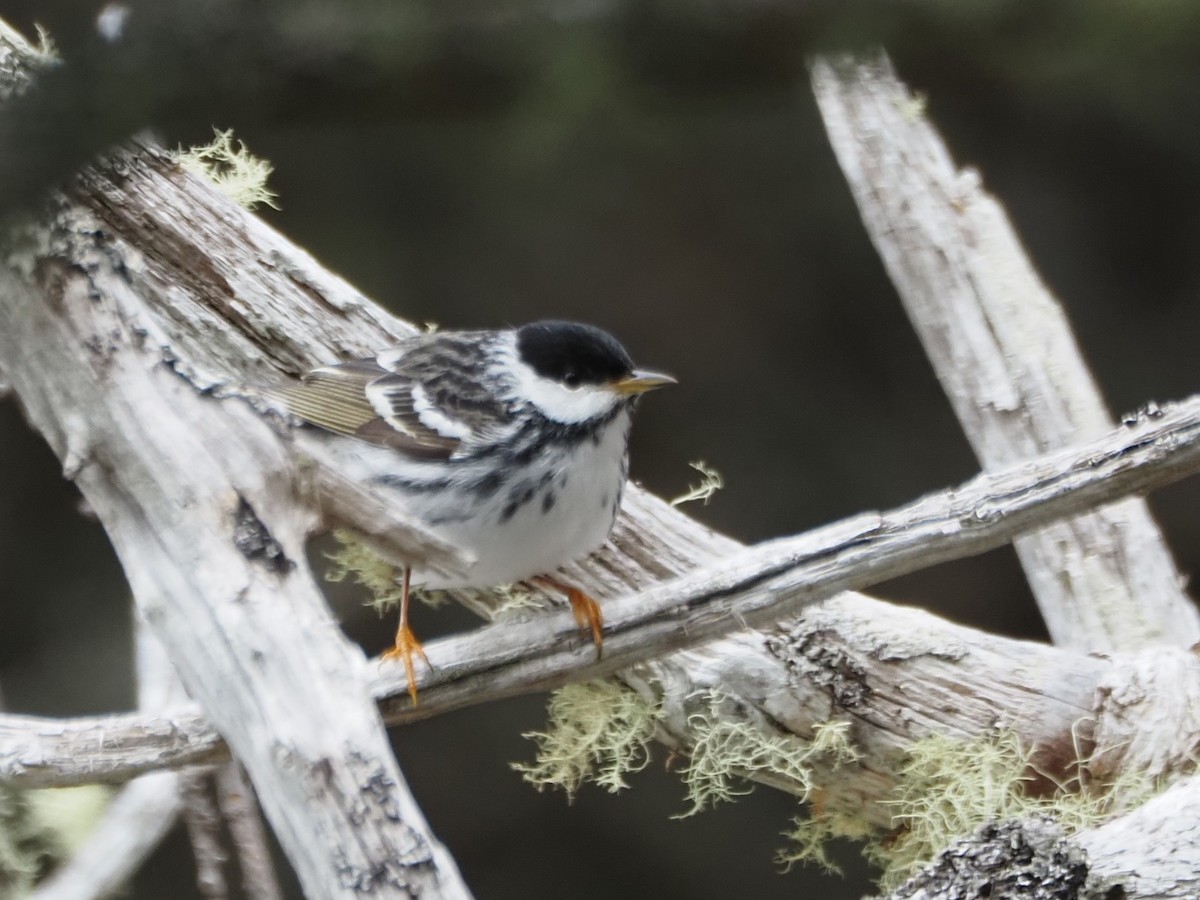 Blackpoll Warbler - Angela MacDonald