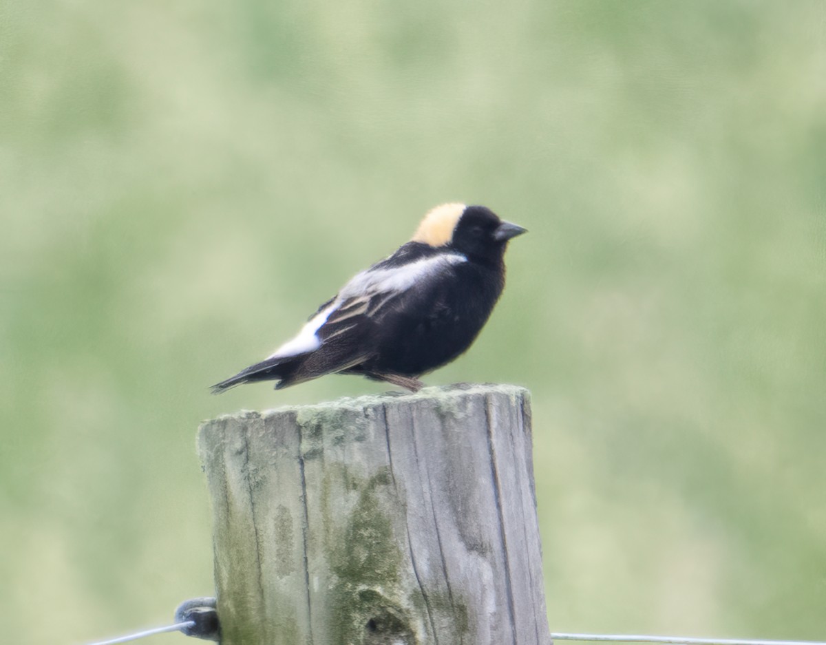 Bobolink - ML619695383