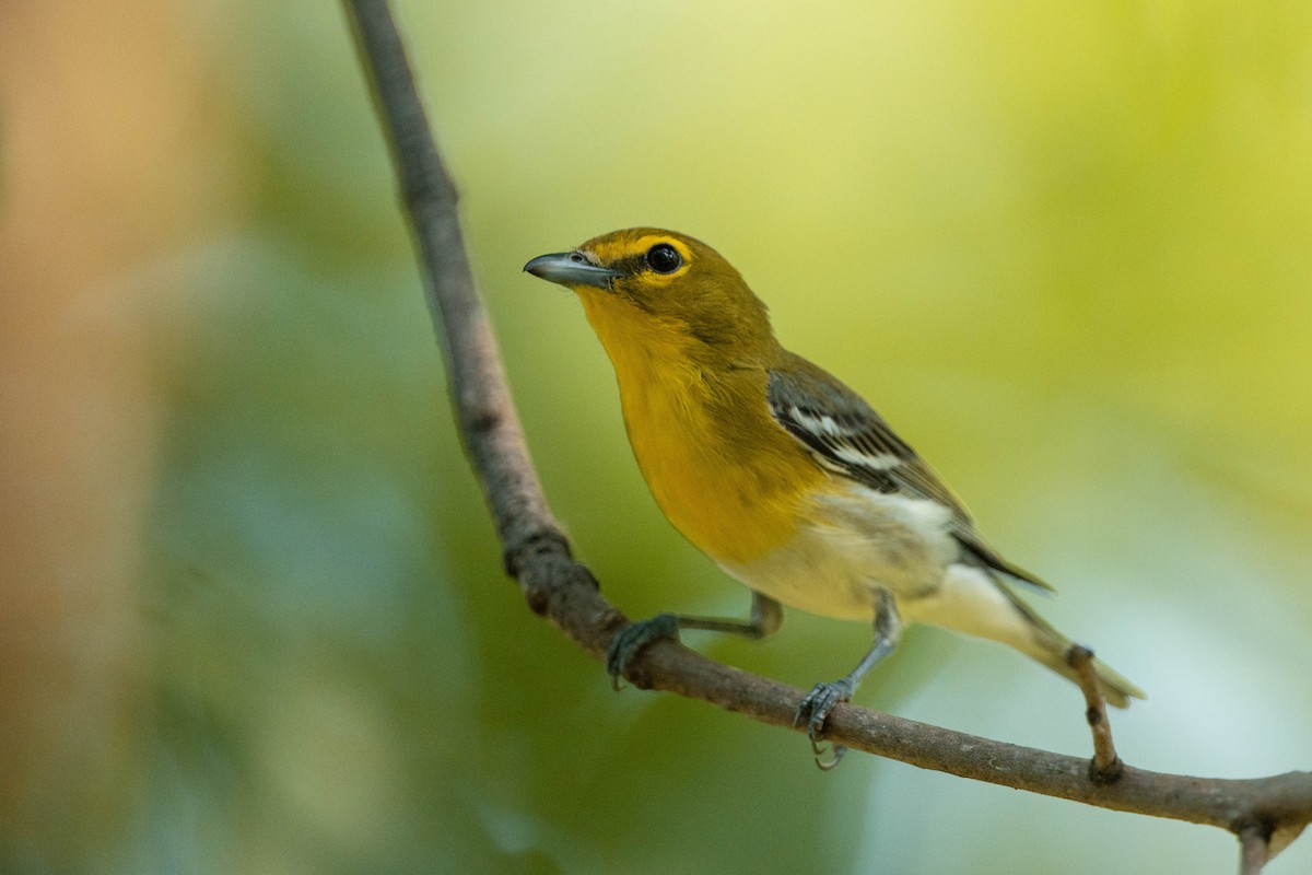 Yellow-throated Vireo - ML619695405