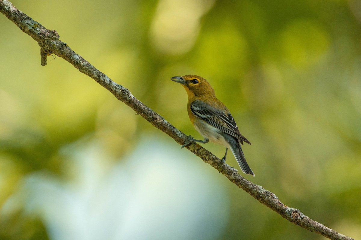 Yellow-throated Vireo - ML619695406