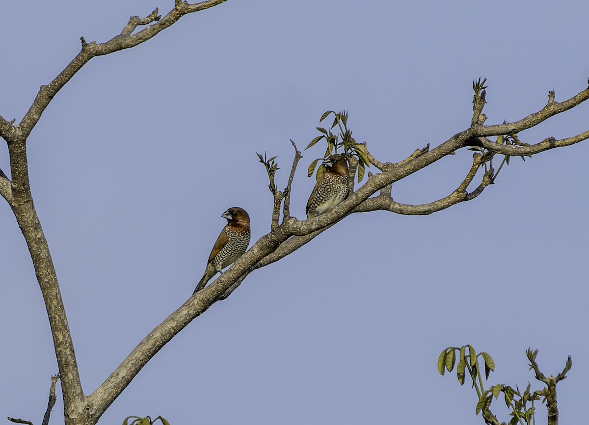 Scaly-breasted Munia - ML619695445