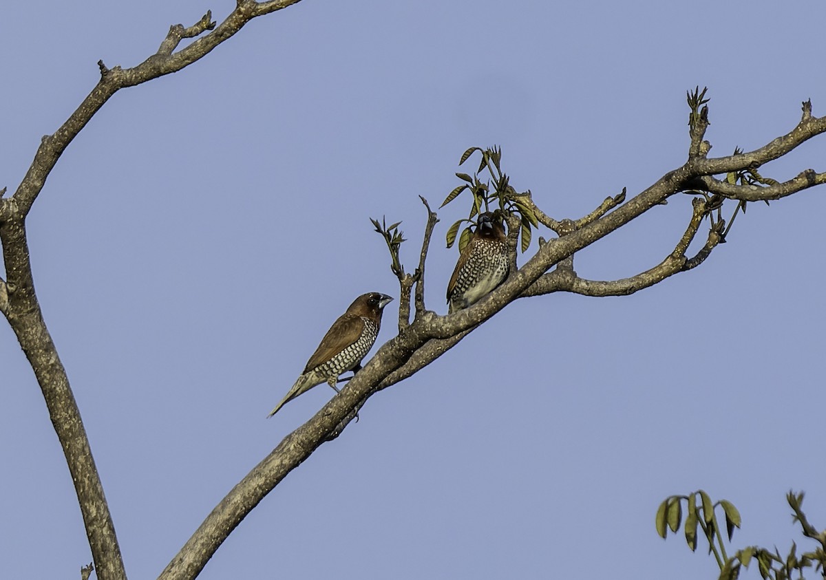 Scaly-breasted Munia - ML619695446