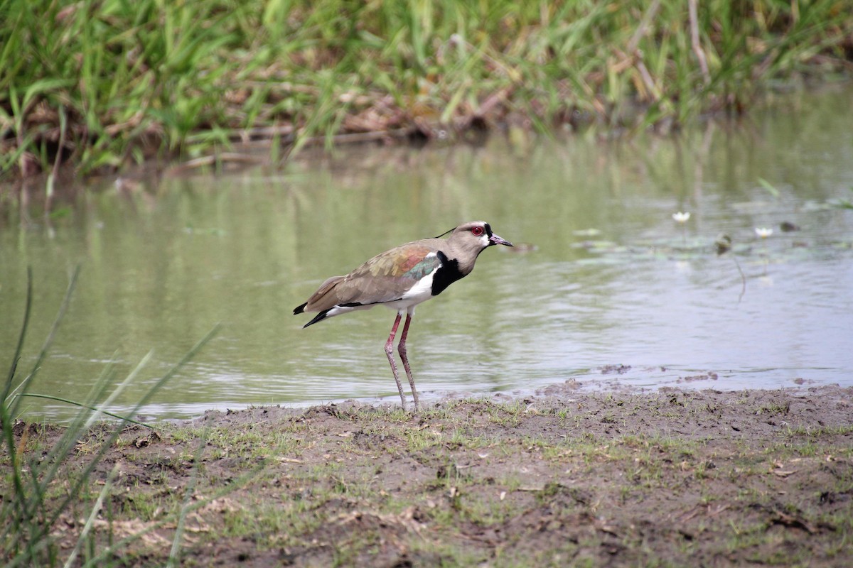 Southern Lapwing - ML619695458