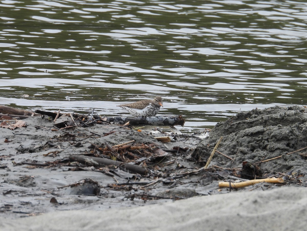 Spotted Sandpiper - ML619695469