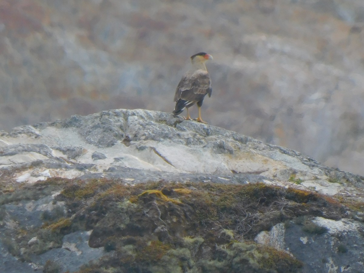 Crested Caracara - ML619695496