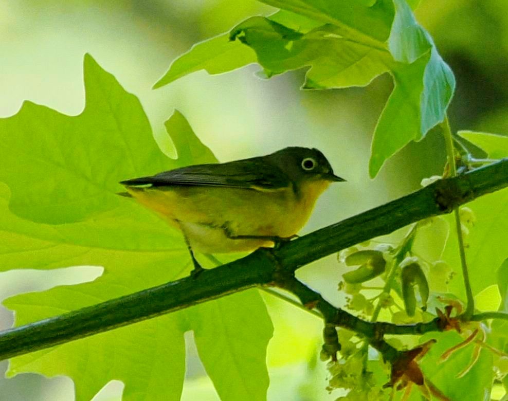 Nashville Warbler - ML619695502