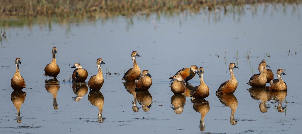 Lesser Whistling-Duck - ML619695521