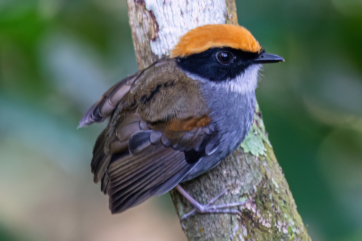 Black-cheeked Gnateater - ML619695538