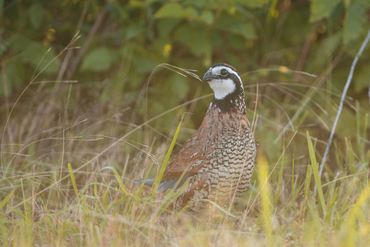 Northern Bobwhite - ML619695566