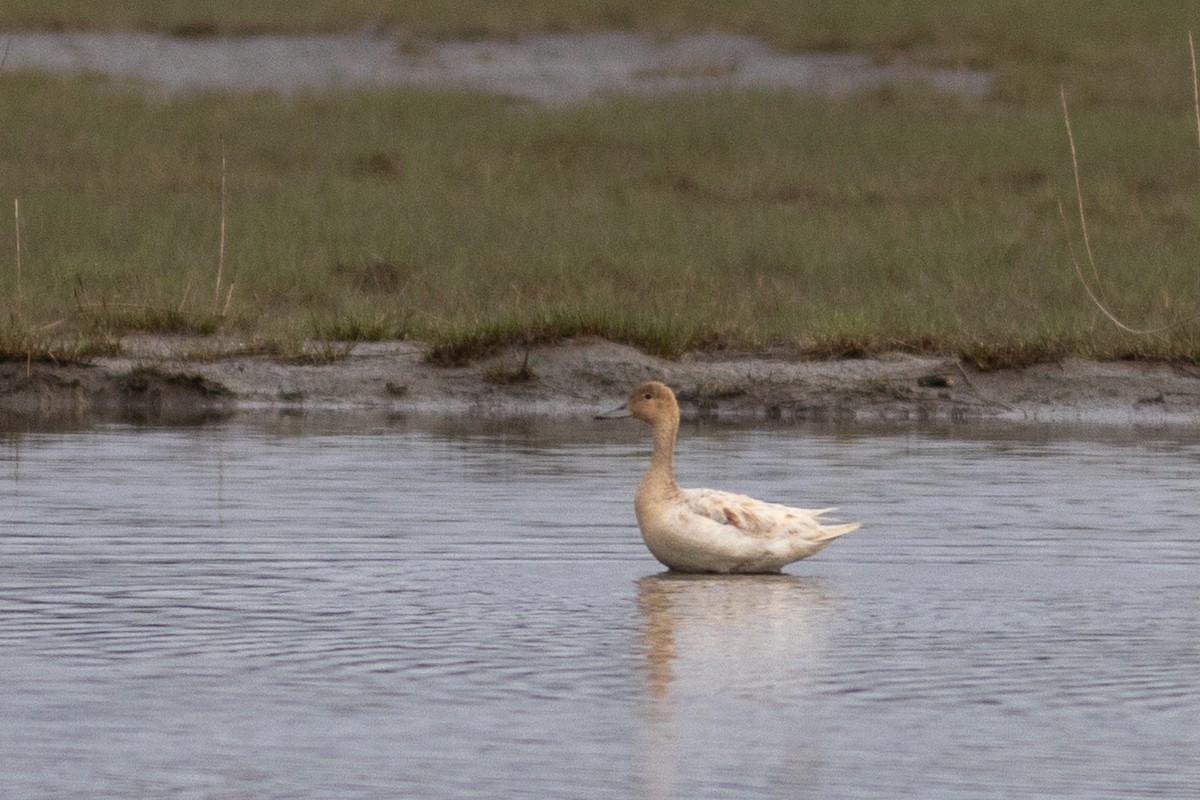 Northern Pintail - ML619695586