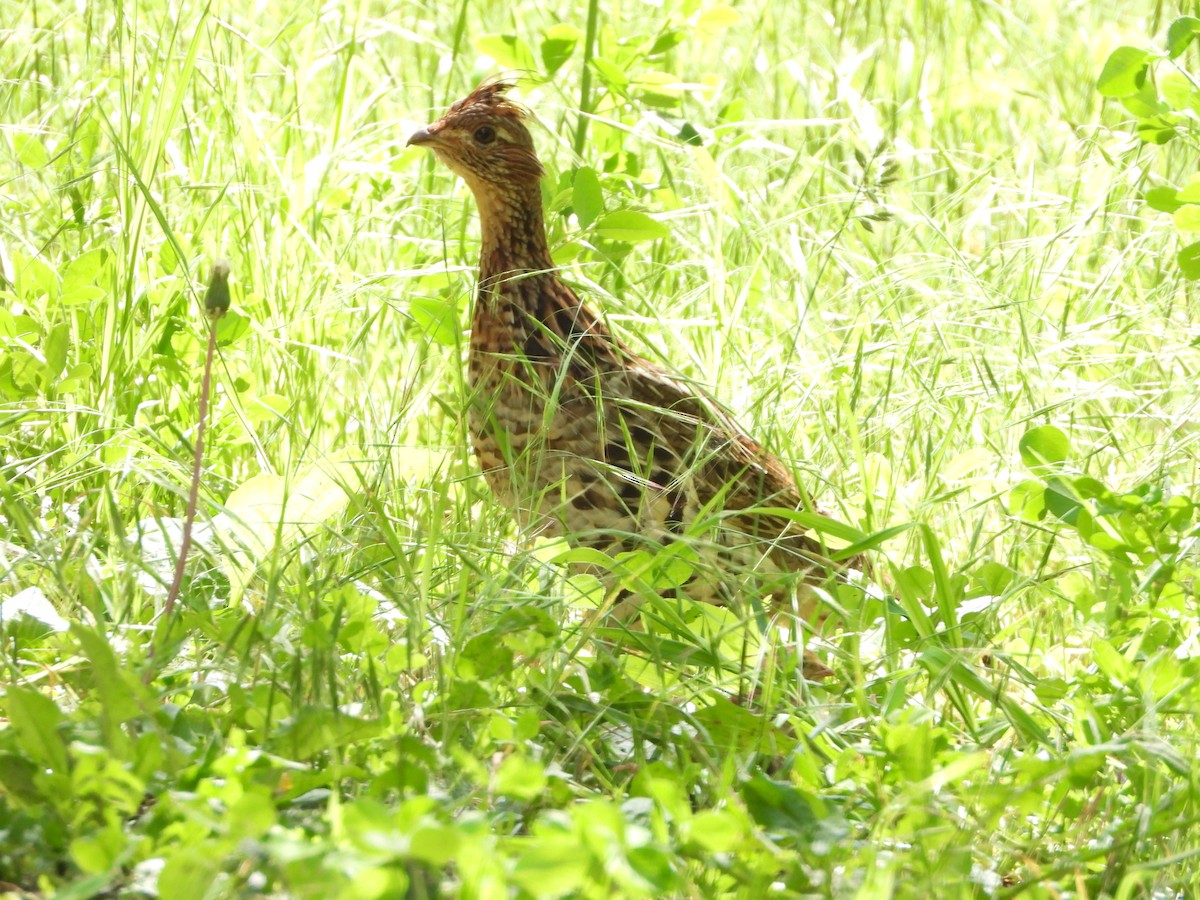 Ruffed Grouse - ML619695617