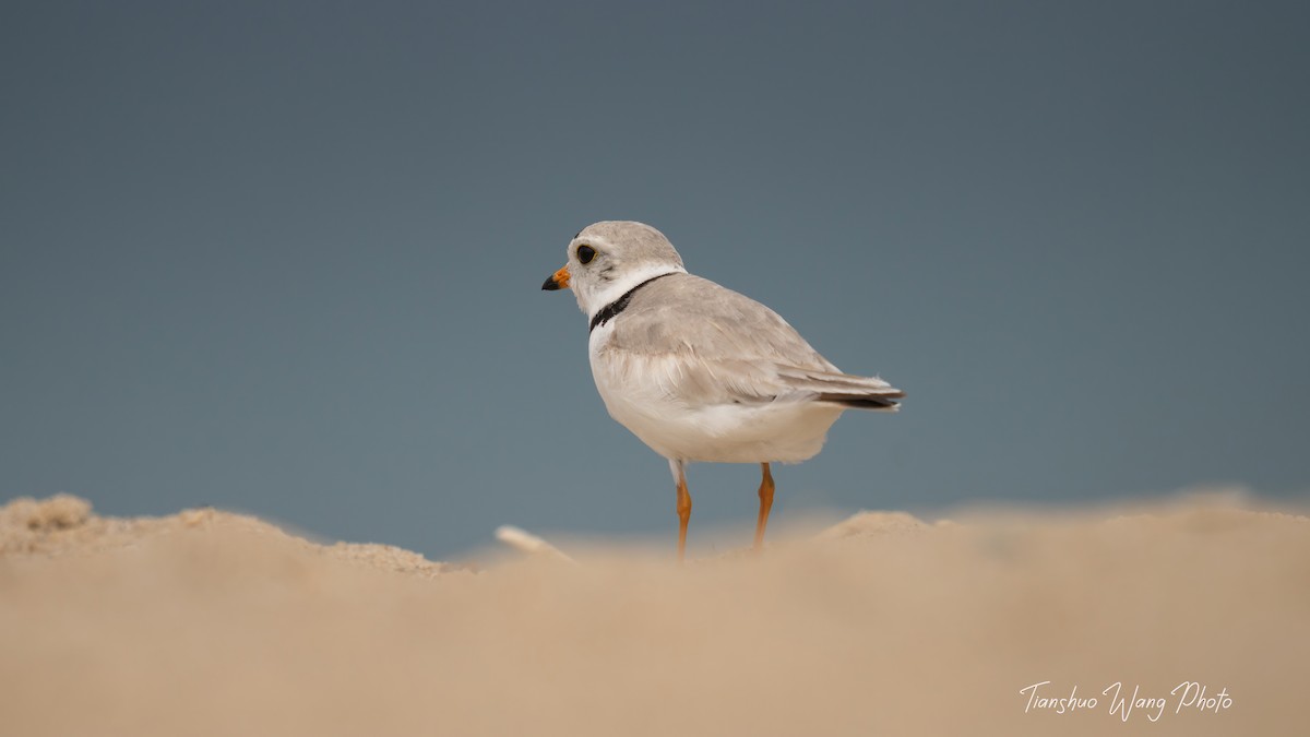 Piping Plover - ML619695662