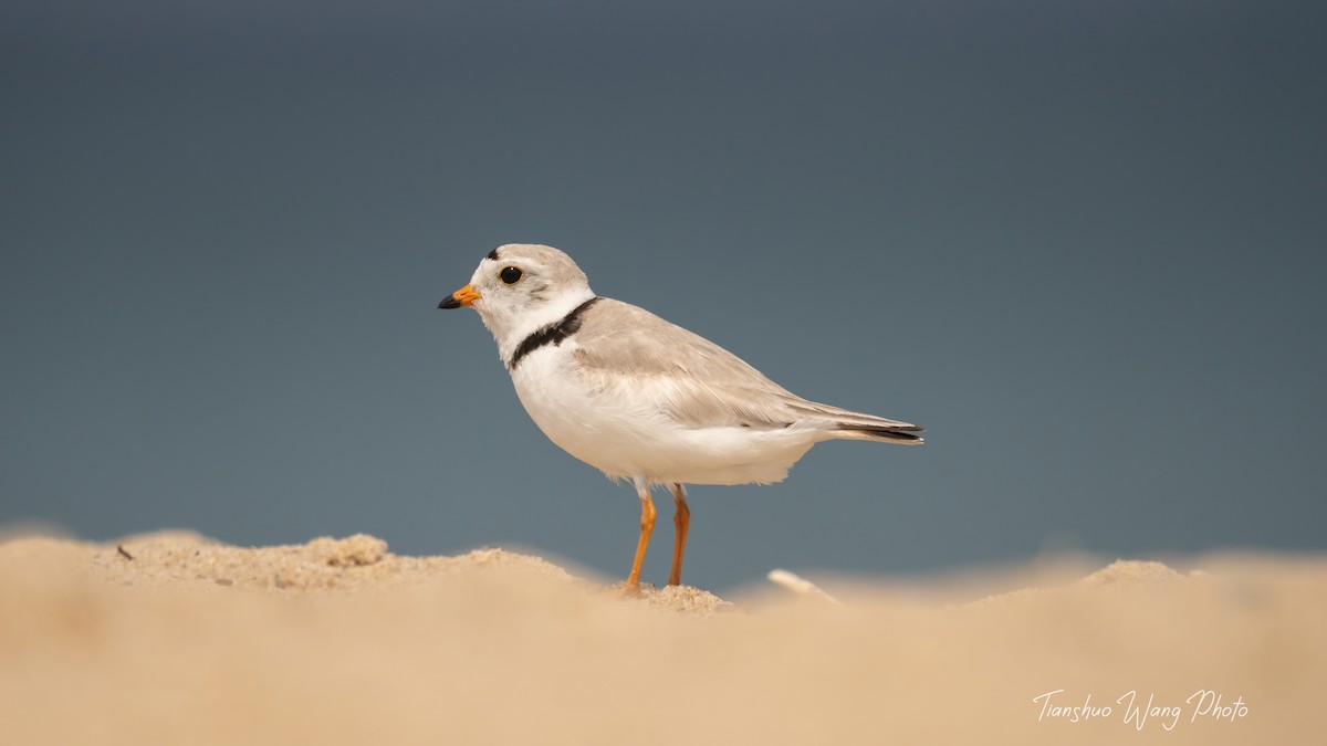 Piping Plover - ML619695669