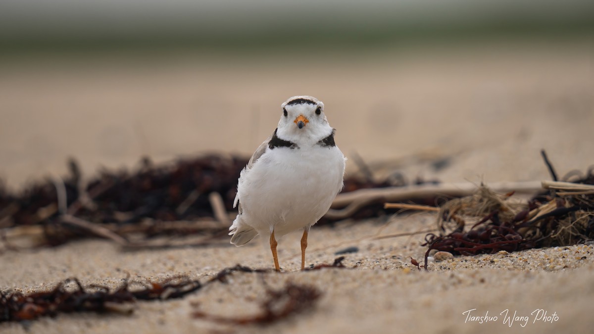 Piping Plover - ML619695670