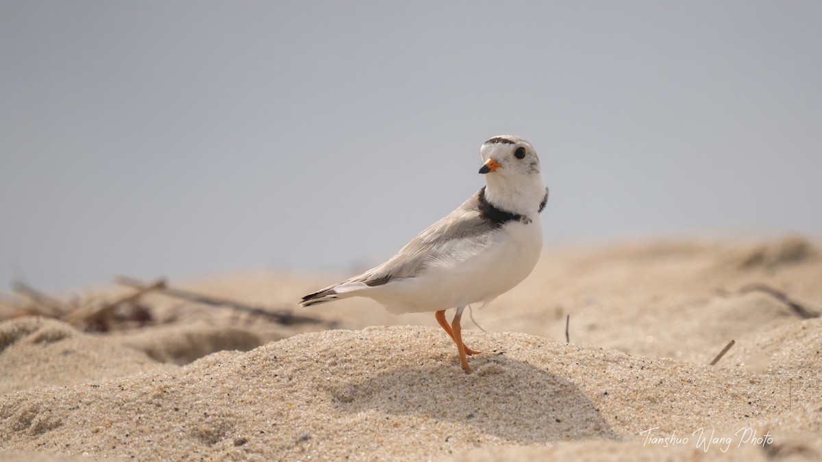Piping Plover - ML619695672