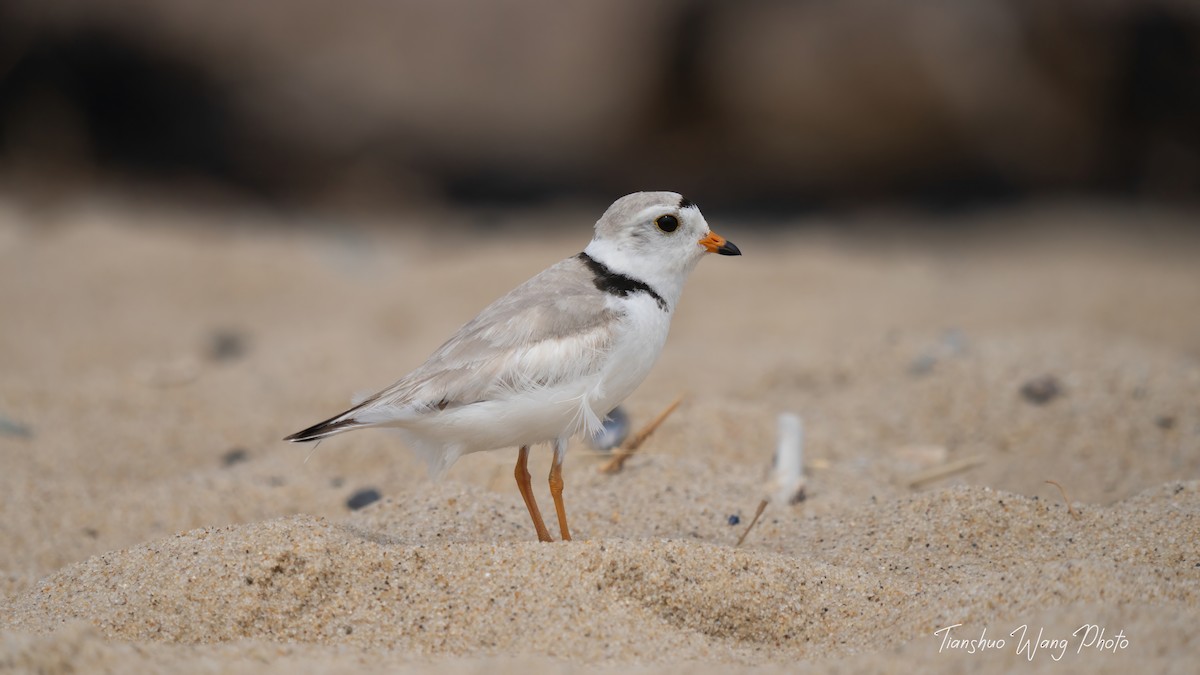 Piping Plover - ML619695674