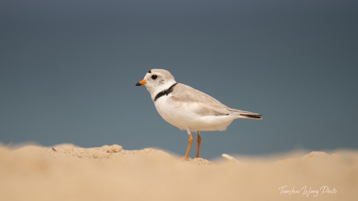 Piping Plover - ML619695675