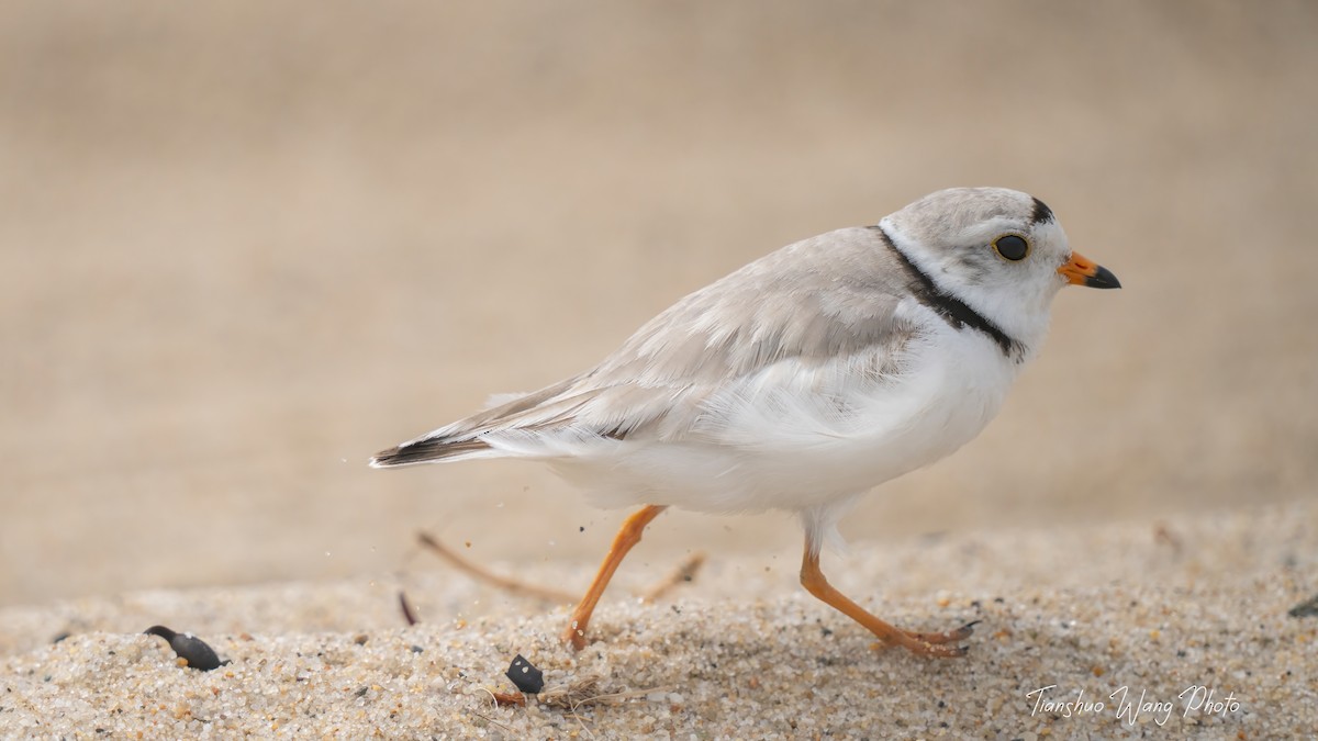 Piping Plover - ML619695677