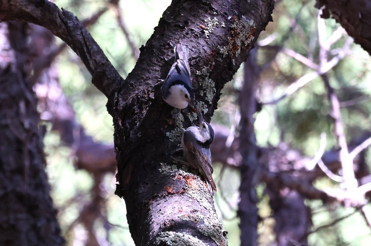 White-breasted Nuthatch - Tricia Vesely