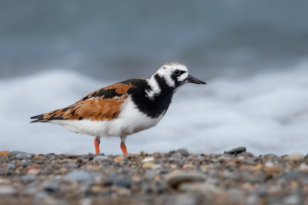 Ruddy Turnstone - ML619695779