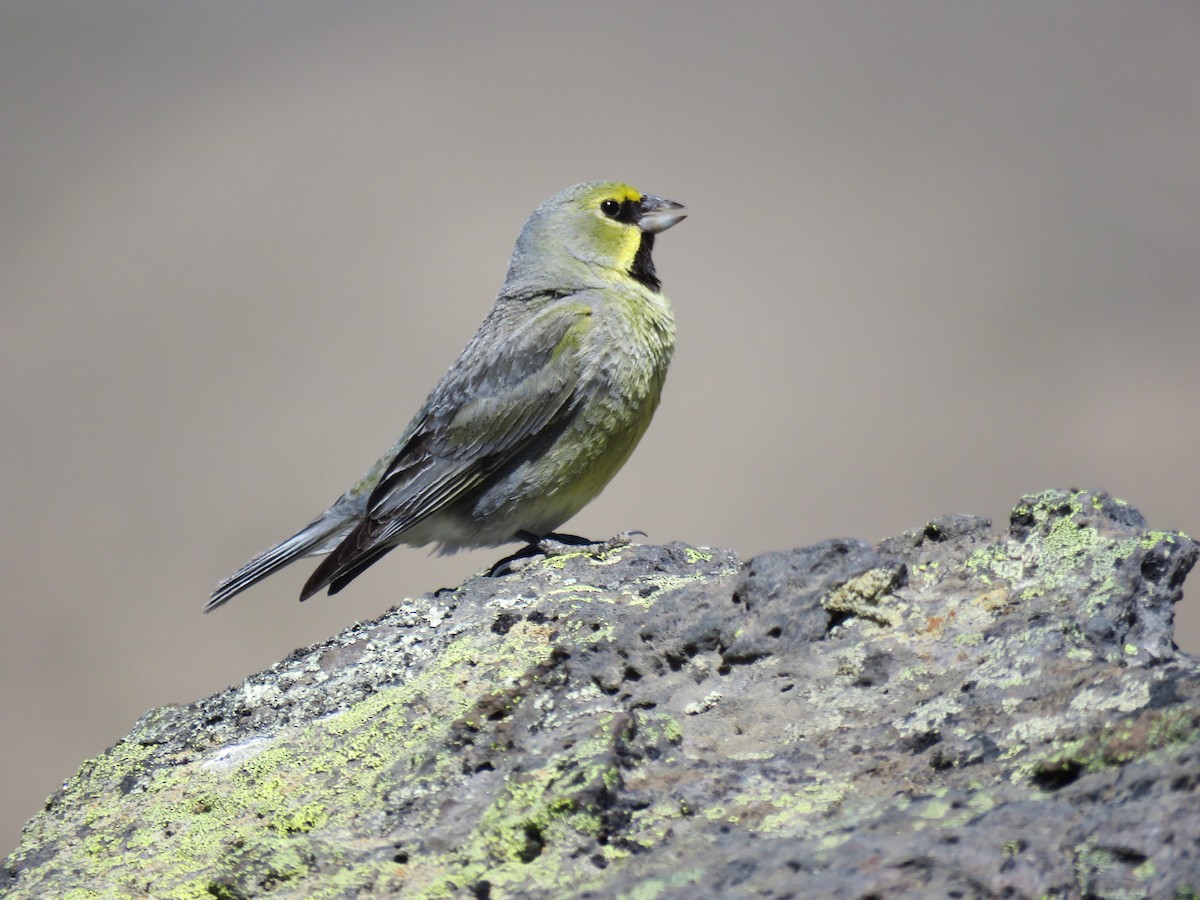 Yellow-bridled Finch - ML619695803