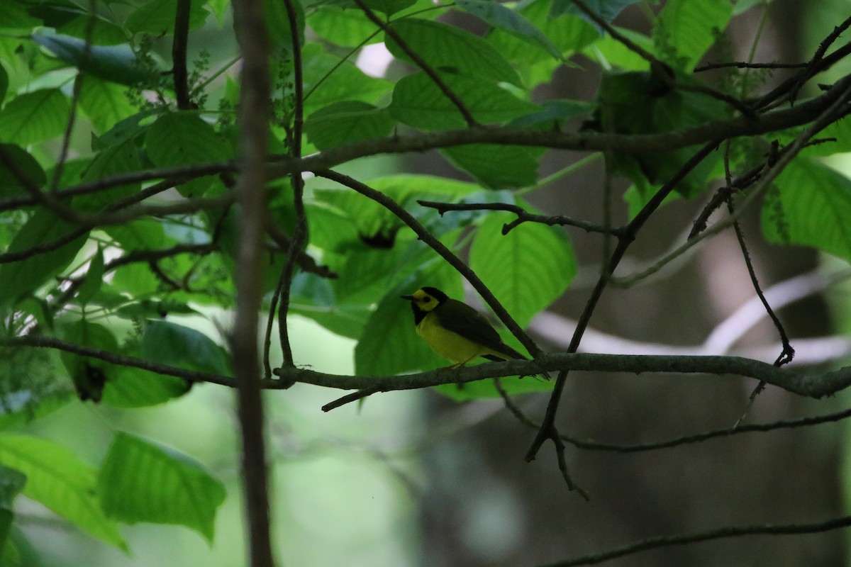 Hooded Warbler - ML619695817