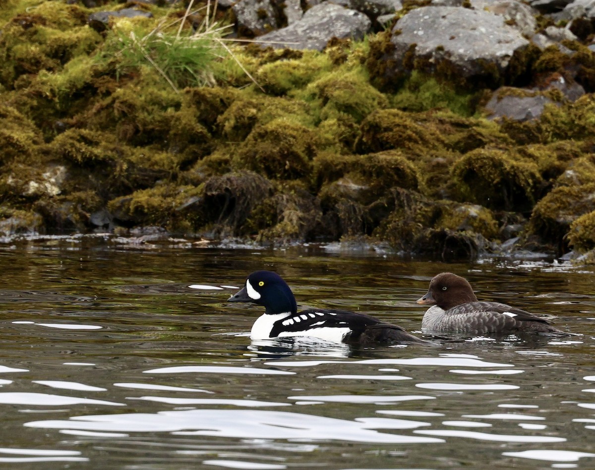 Barrow's Goldeneye - ML619695829