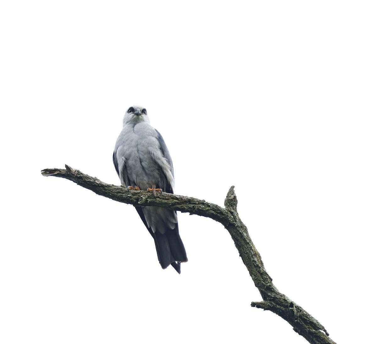 Mississippi Kite - ML619695835