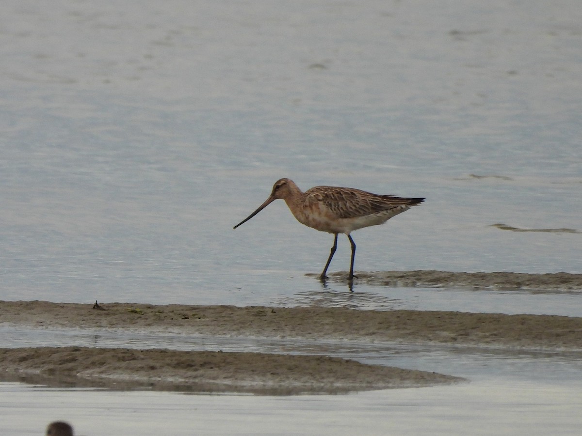 Bar-tailed Godwit - ML619695847