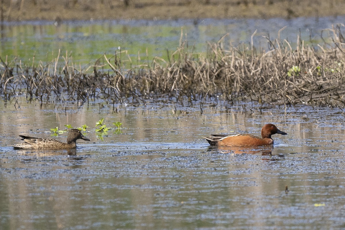 Cinnamon Teal - ML619695857