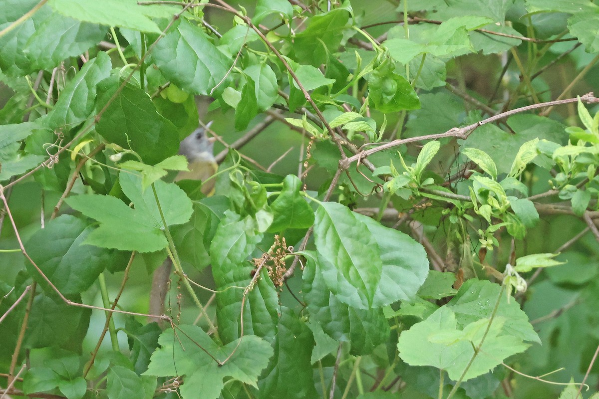 Mourning Warbler - ML619695898