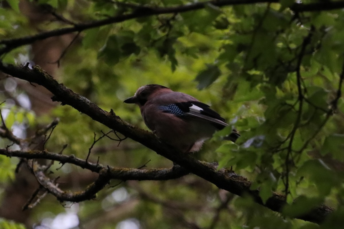 Eurasian Jay - ML619695935