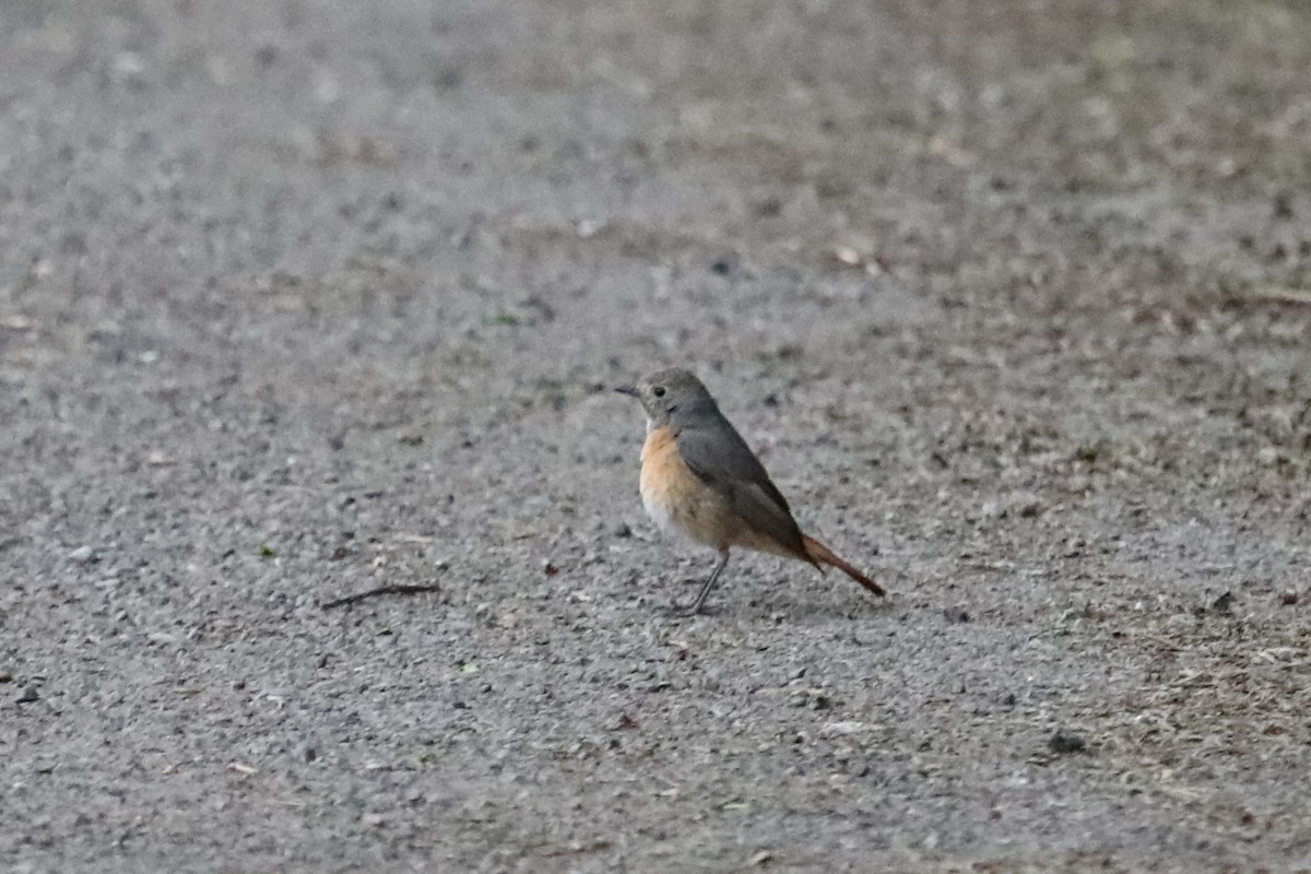 Common Redstart - ML619695947