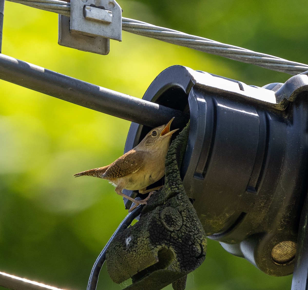 House Wren - ML619695953