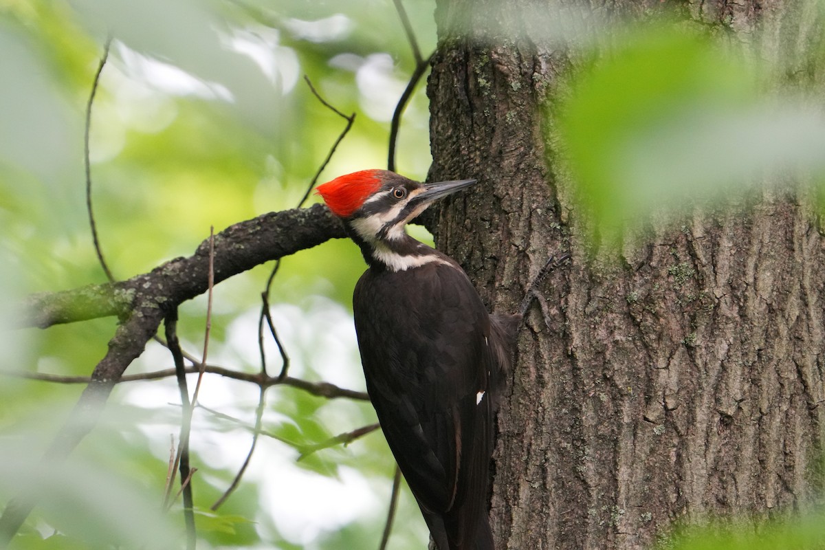 Pileated Woodpecker - ML619695964