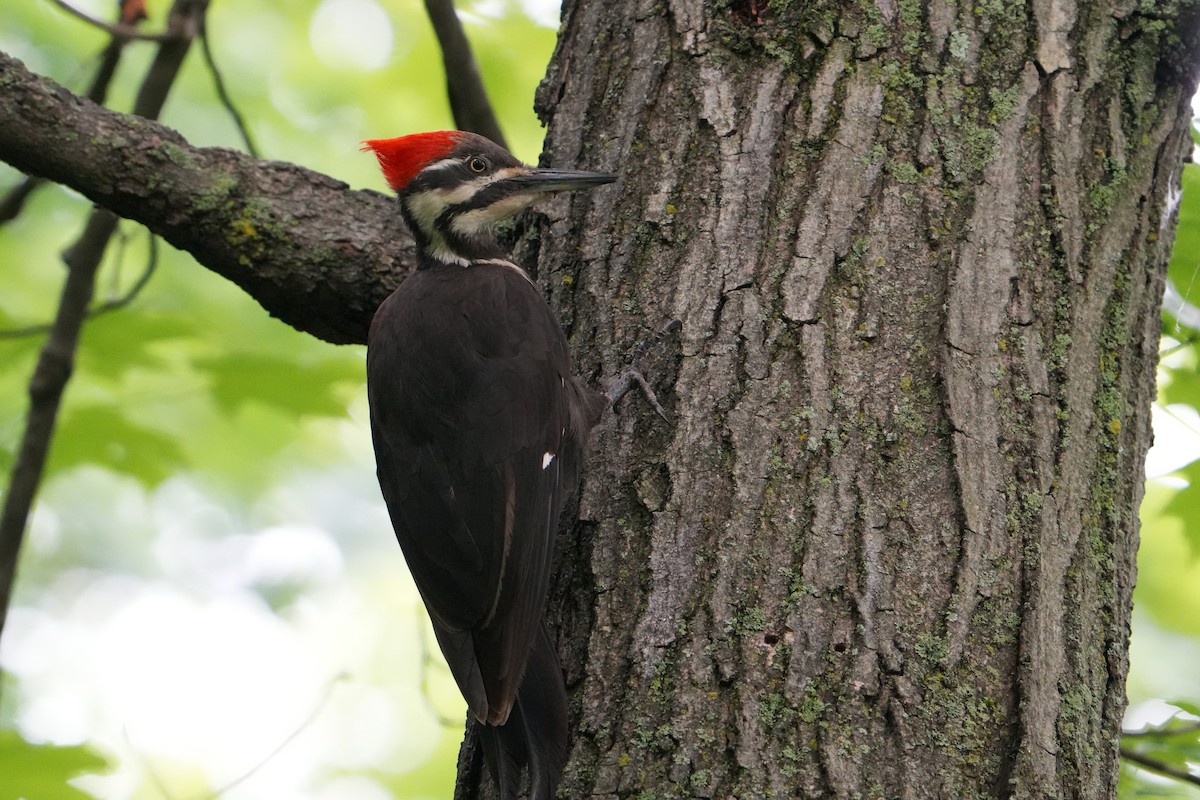 Pileated Woodpecker - ML619695968