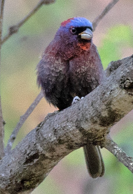 Varied Bunting - ML619695972