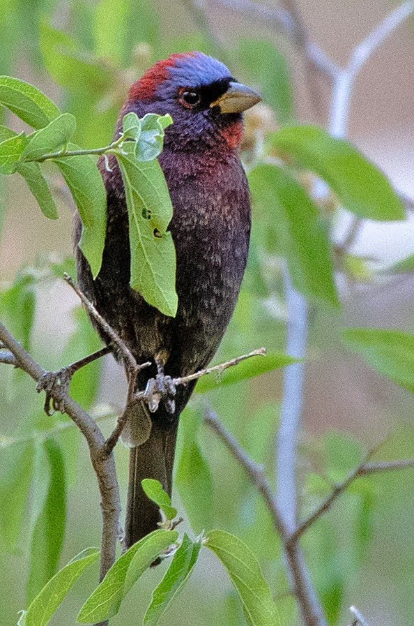 Varied Bunting - ML619695973