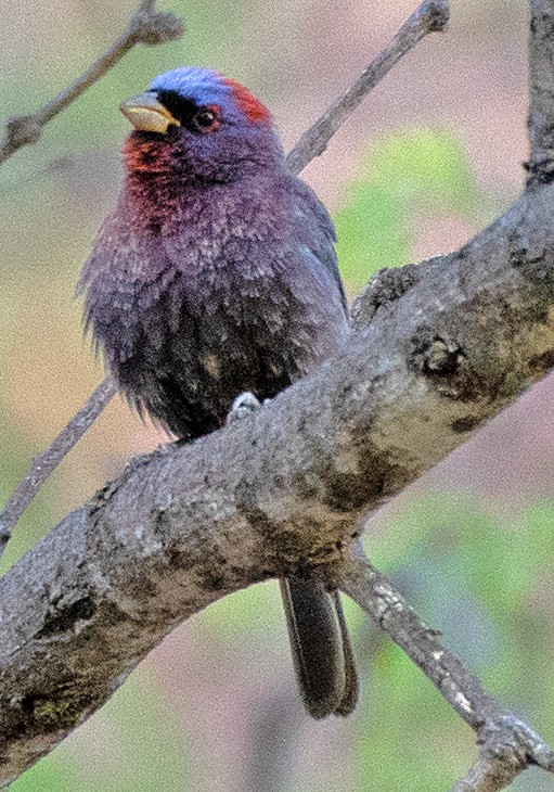 Varied Bunting - ML619695974