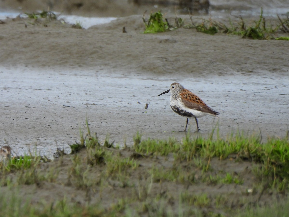 Dunlin - ML619695975