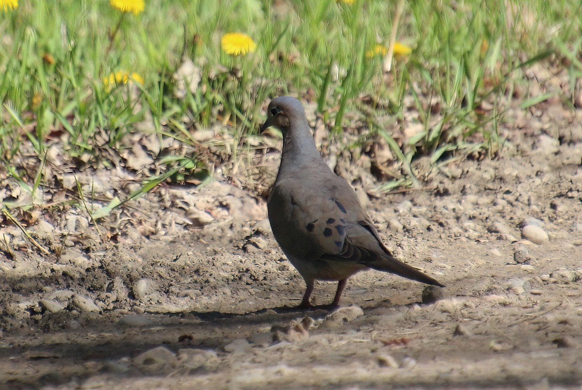 Mourning Dove - ML619696059