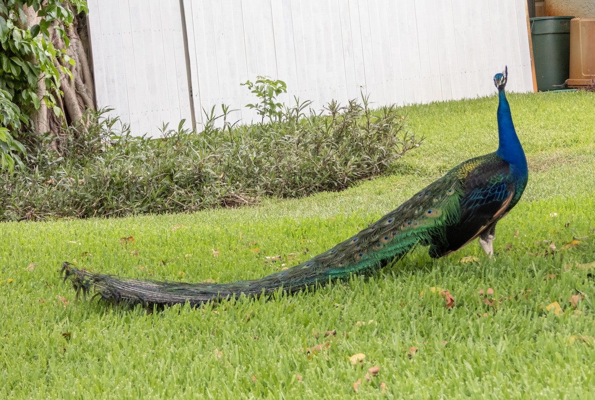 Indian Peafowl - ML619696075