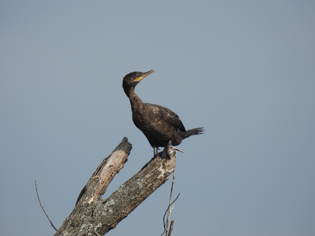 Cormorán Biguá - ML619696099