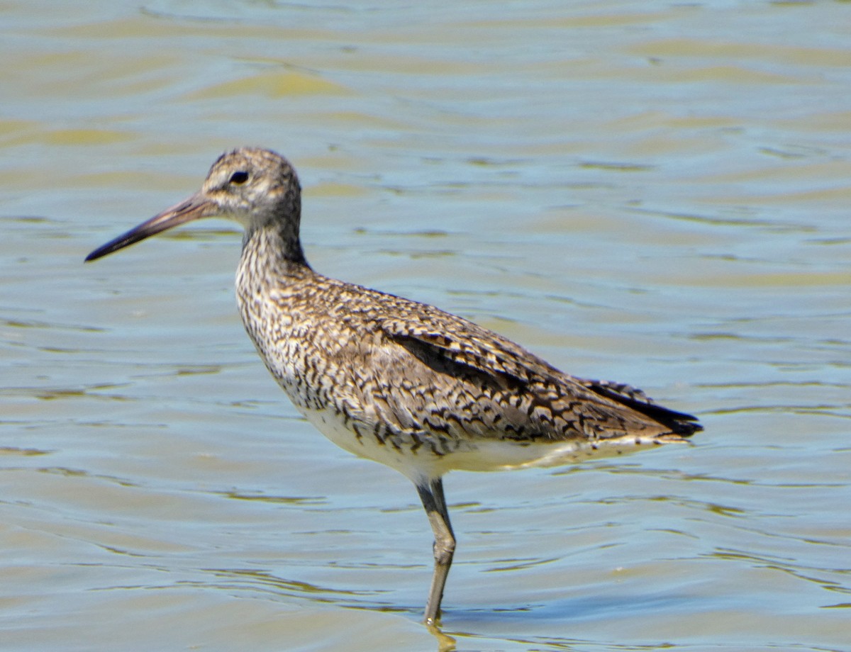 Willet - ML619696103