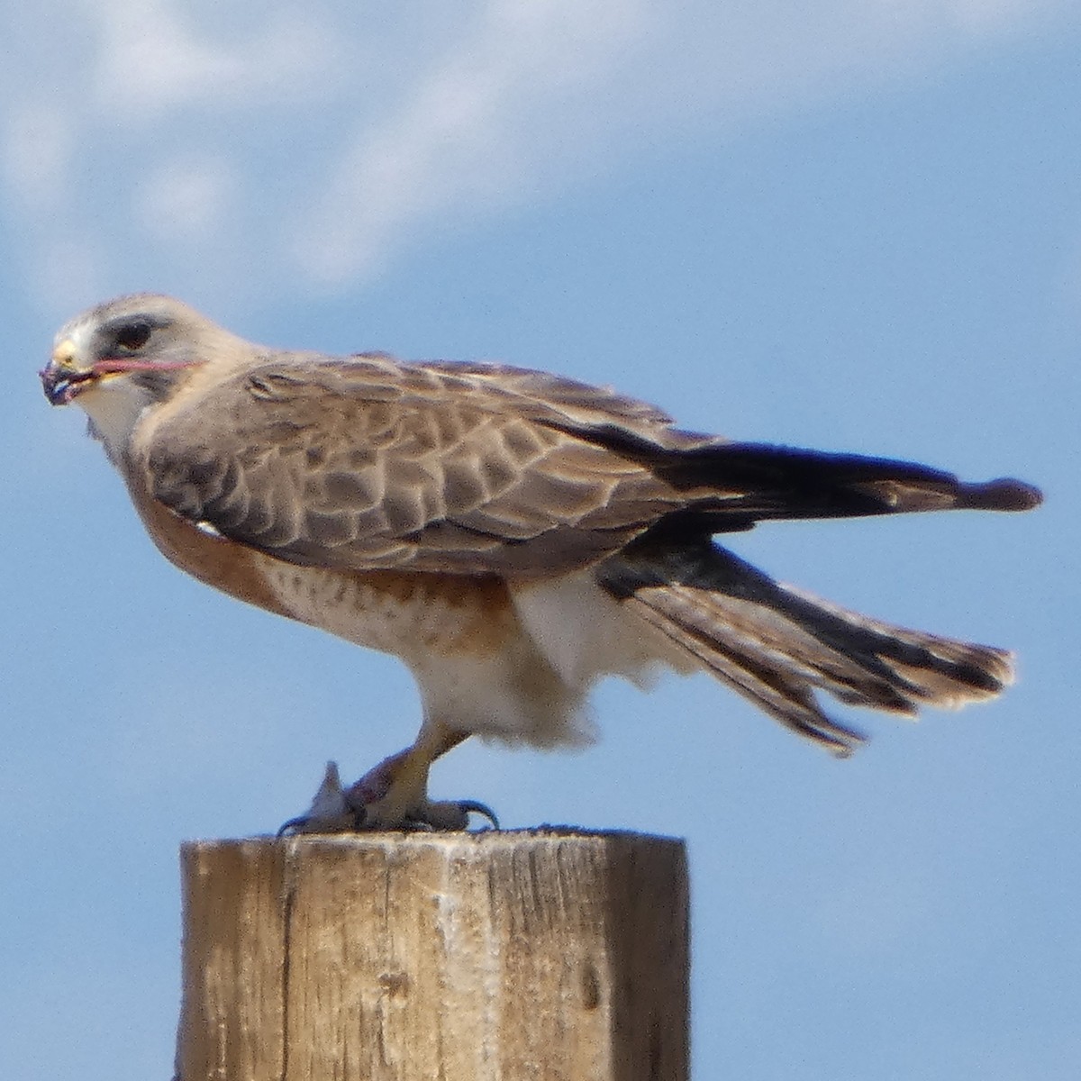 Swainson's Hawk - ML619696112