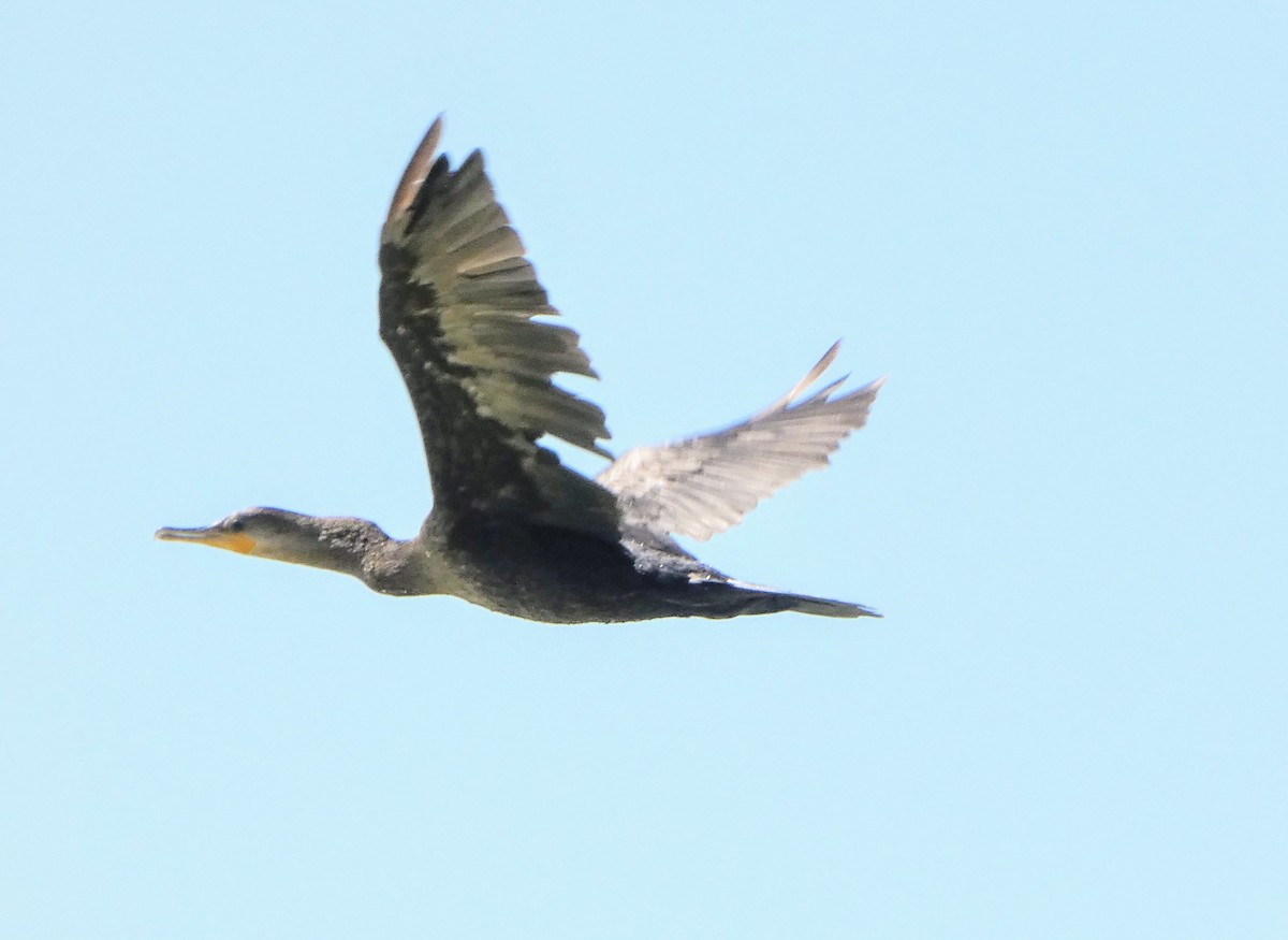 Neotropic Cormorant - ML619696128