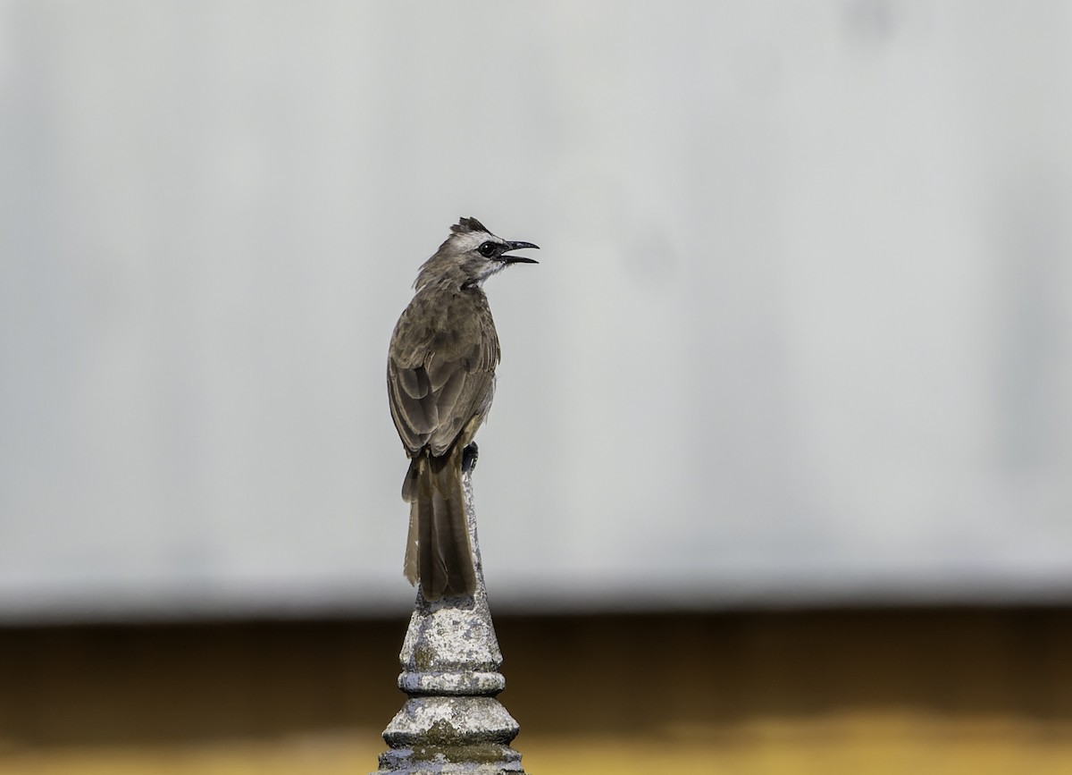 Yellow-vented Bulbul - ML619696137